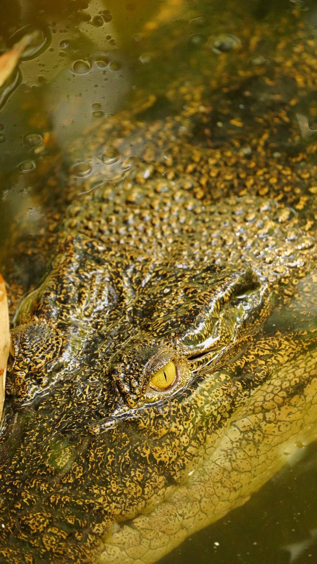 Liburan ke kota ❌
Liburan ke hutan ✅#tanjungputing #opentriptanjungputing #triptanjungputing #orangutan #kalimantan