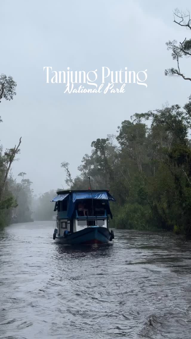 This is Borneo, Indonesia.#borneo #tanjungputing #klotok