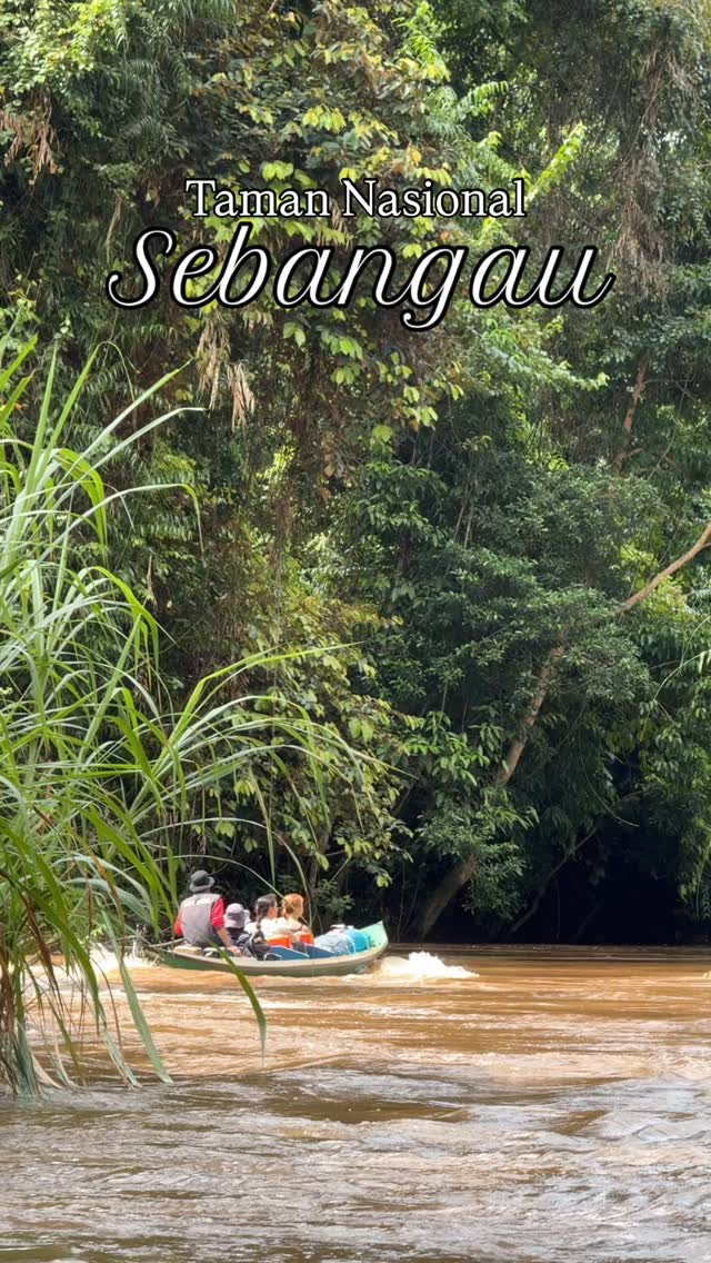 Akhiri tahunmu dengan petualangan yang sesungguhnya!Yuk, jelajahi Taman Nasional Sebangau — rumah bagi ribuan orangutan liar, hutan rawa gambut yang menawan, dan suasana tenang jauh dari hiruk pikuk kota. 🌳🚤 Naik perahu melintasi sungai hitam alami
🦧 Bertemu satwa liar di habitat aslinya
🌅 Nikmati sunset magis di tengah hutan tropis📅 Jadwal: 27-29 Desember 2025
📍 Taman Nasional Sebangau, Kalimantan Tengah
🎒 Tempat terbatas — ayo amankan slotmu sekarang dan tutup tahun dengan kisah yang tak terlupakan bersama #beborneotour#sebangau #opentripsebangau #tamannasionalsebangau