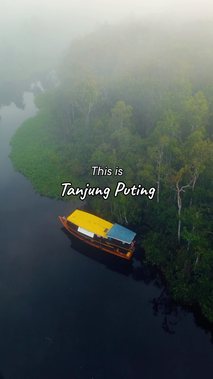 Mengintip hutan tropis Kalimantan memang nggak akan pernah ada habisnya.
Setiap tikungan Sungai Sekonyer selalu menyimpan kejutan orangutan liar, suara burung, hingga suasana hutan yang sulit dijelaskan dengan kamera.
Mending datang langsung dan rasakan sendiri pengalaman menjelajahi Taman Nasional Tanjung Puting. 🦧#tanjungputing #opentriptanjungputing #triptanjungputing #orangutan #kalimantan