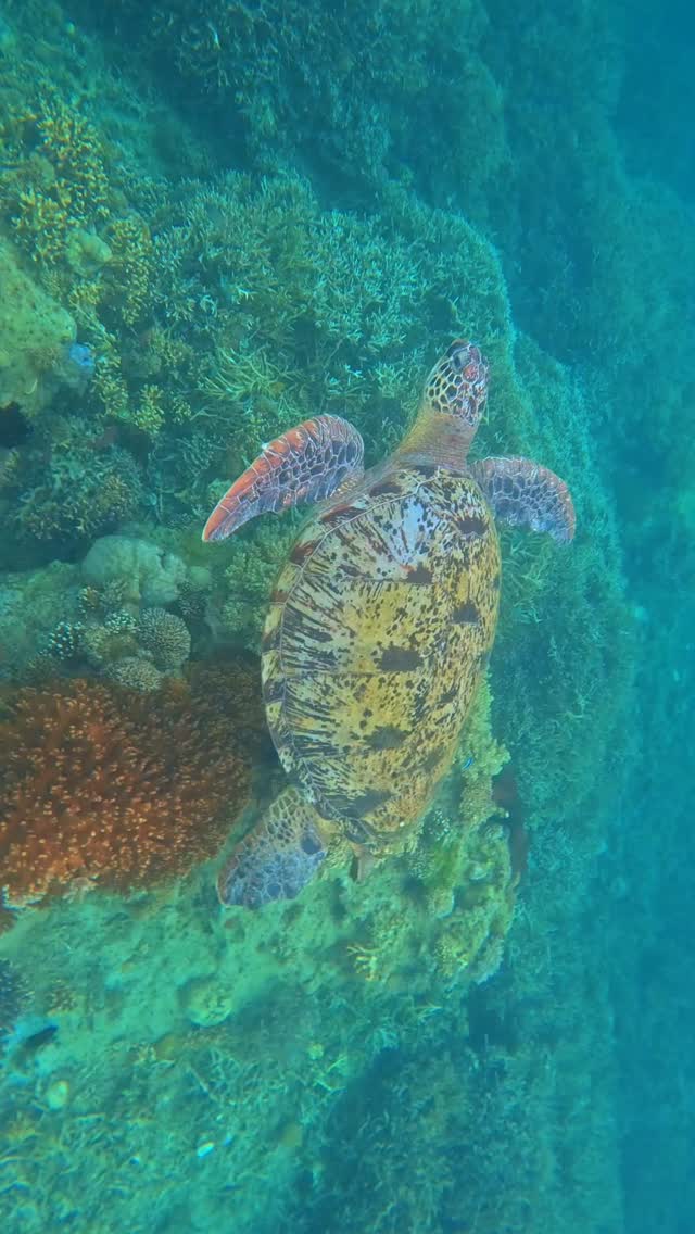 Trip ke Labuan Bajo siap bikin liburanmu tak terlupakan! 🌴
📅 Open Trip & Private Trip tersedia#labuanbajo #komodonationalpark #