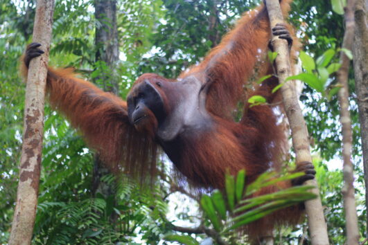 Orangutan Tanjung Puting